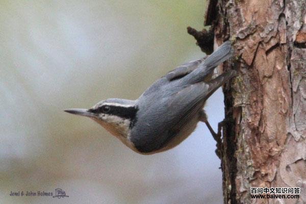 ���[��ͼƬ