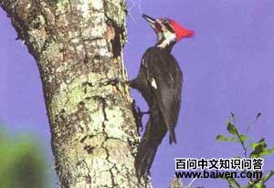 ����ľ��