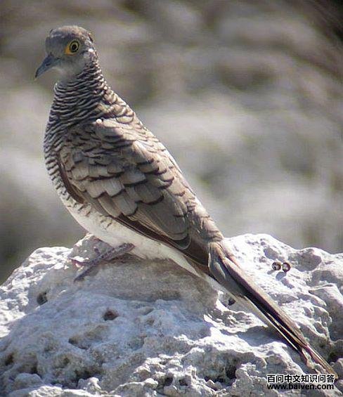 ���뼧����ͼƬ