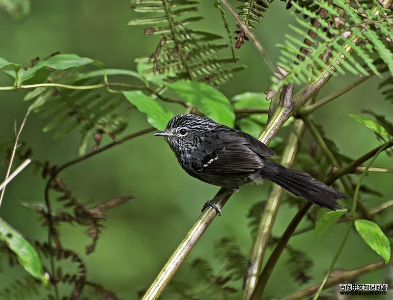 暗尾蚁鸟 暗尾蚁鸟的图片