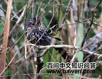 ��β����