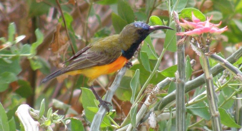 ���뻨�����ͼƬ