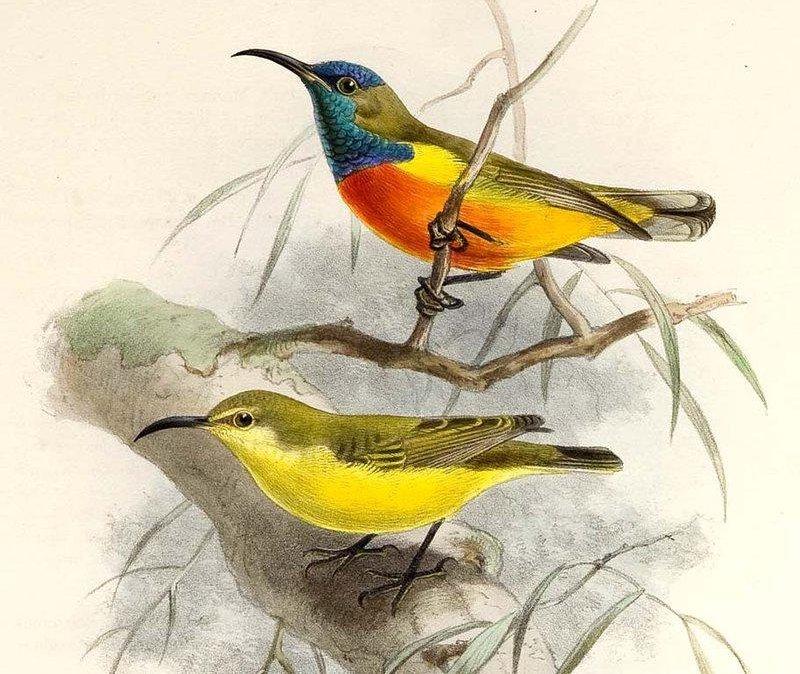 ���뻨������̬����ͼ