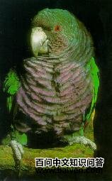 �����������и�