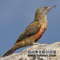 ����ľ��