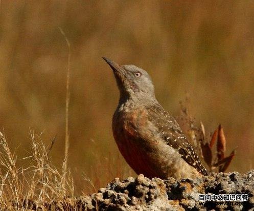 ����ľ���ͼƬ