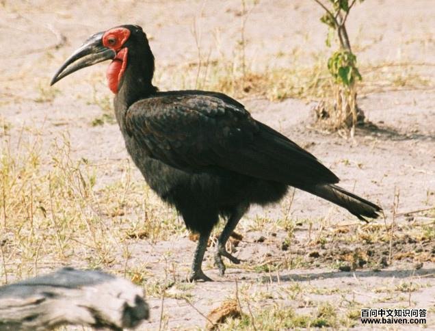 地犀鸟属 地犀鸟属的图片