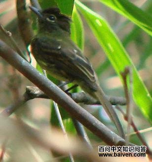 暗尾扁嘴霸鹟 暗尾扁嘴霸鹟的图片