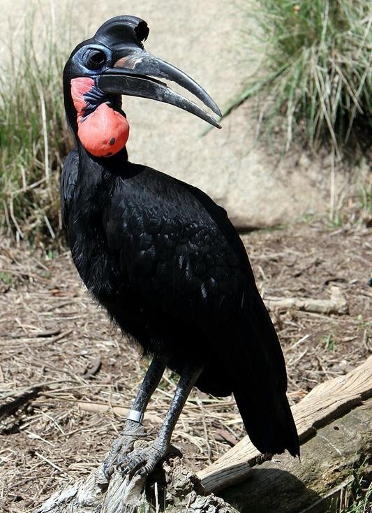 地犀鸟 地犀鸟的图片