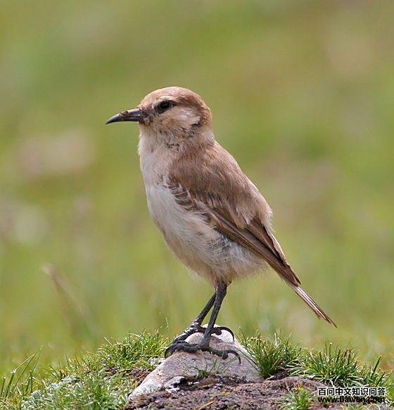 地山雀 地山雀的图片