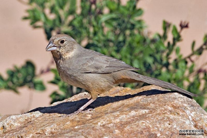 ��ȸ����ͼƬ