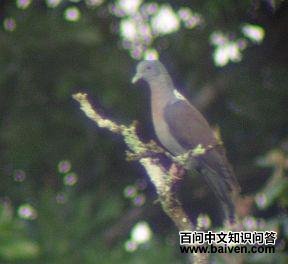 ���ϸ��ͼƬ