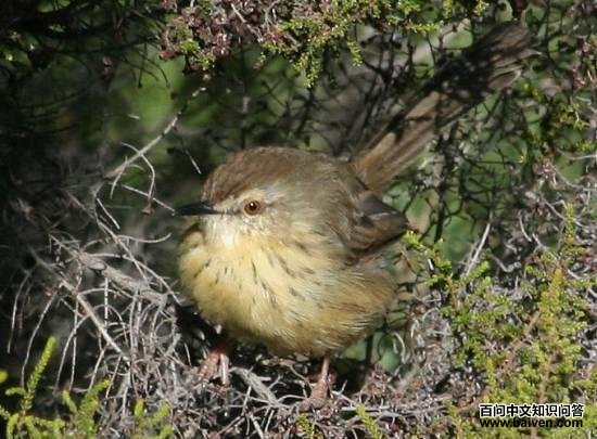 ����ɽ��ݺ��ͼƬ