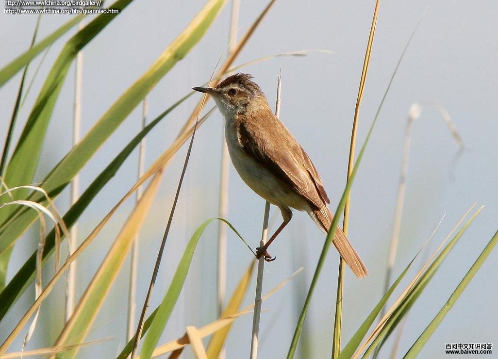 稻田苇莺 稻田苇莺的图片
