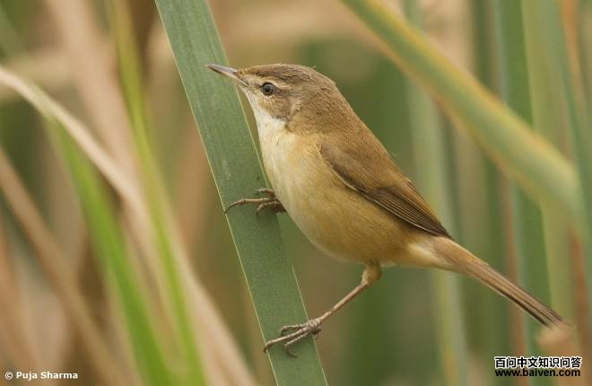 ����έݺ������ӡ��