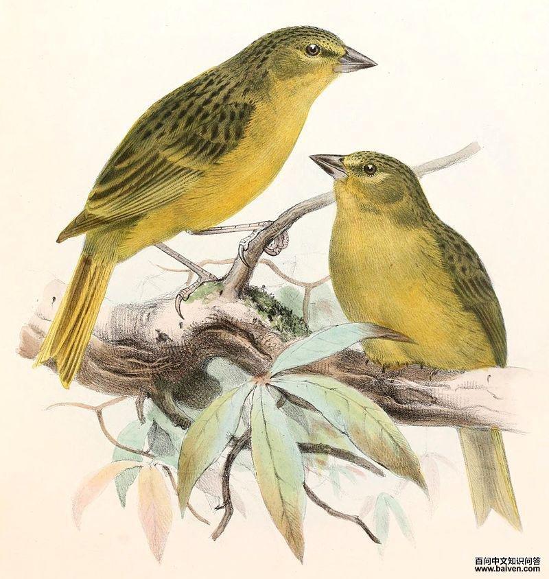 ��ȸ����ͼƬ