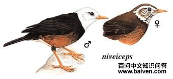 ��𴣺��̬����ͼ