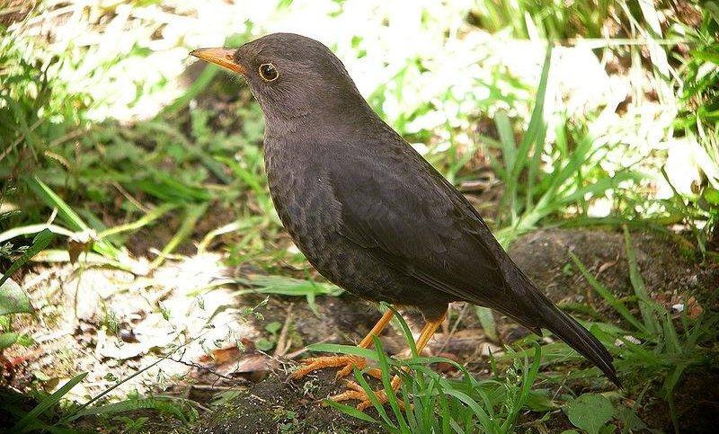 ���carbonarius����, �¼�����