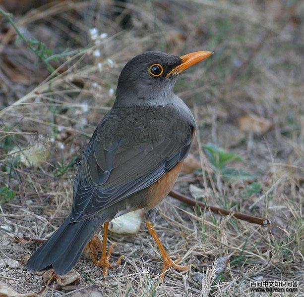 ���erythropleurus���֣�����ӡ����ʥ����