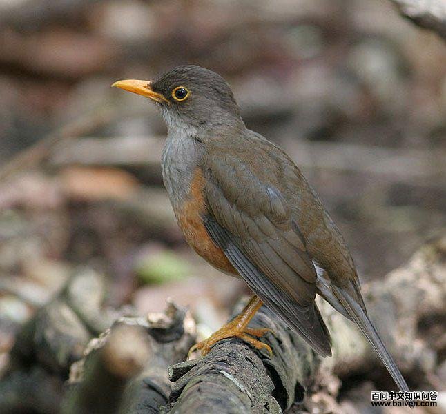 ���erythropleurus���֣�����ӡ����ʥ����