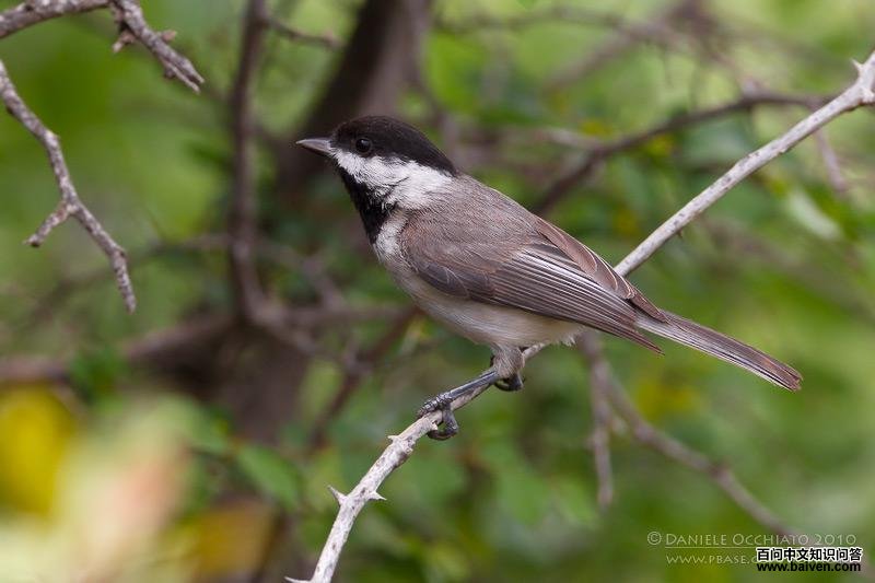 ��ɽȸ��ͼƬ