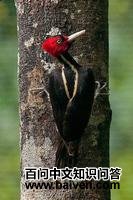 ������ľ��