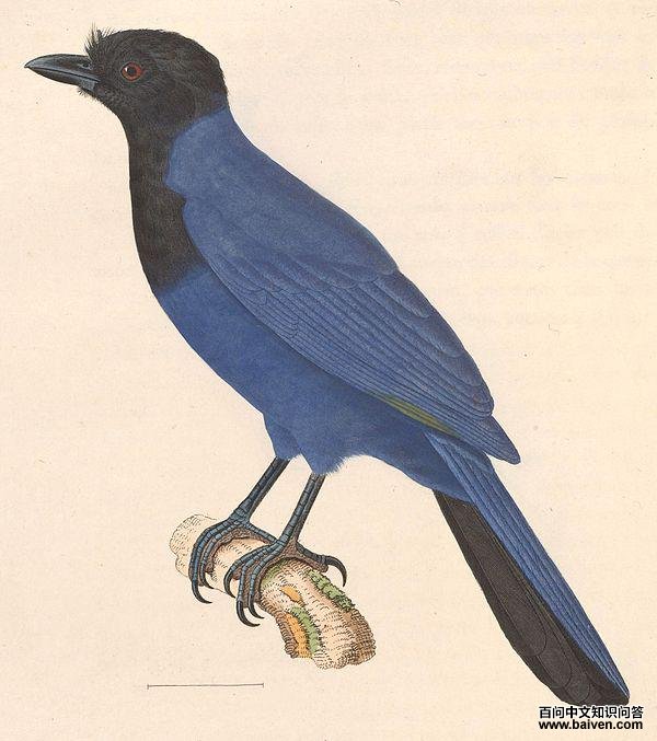 ������ѻ��ͼƬ