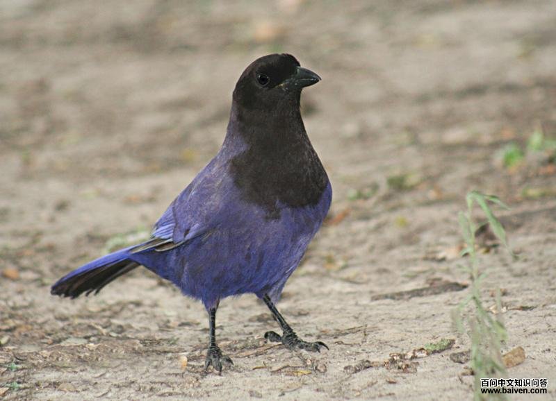 ������ѻ