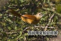 暗色针尾雀 暗色针尾雀的图片