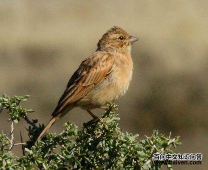 �����c��ͼƬ