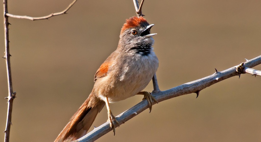 ������βȸ��ͼƬ