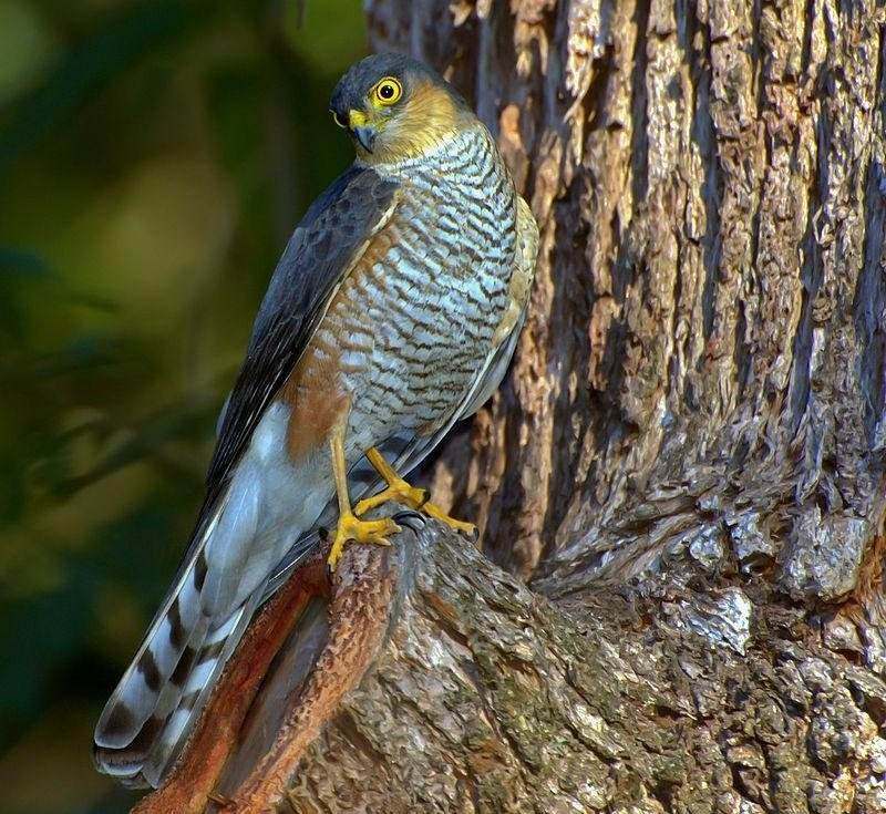 淡胸鹰 淡胸鹰的图片