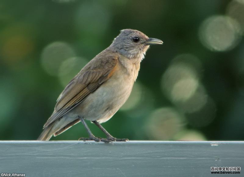 Pale-breasted Thrush - Turdus leucomelas