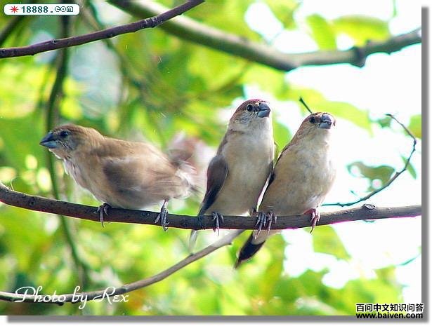 ��ɫ�����ͼƬ