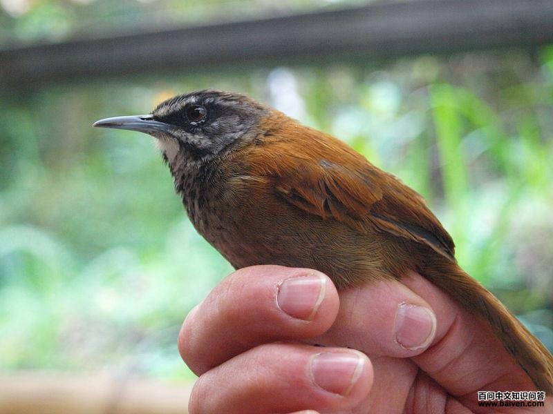 淡尾苇鹪鹩 淡尾苇鹪鹩的图片