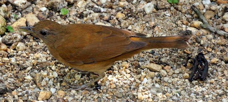 ������ͼƬ