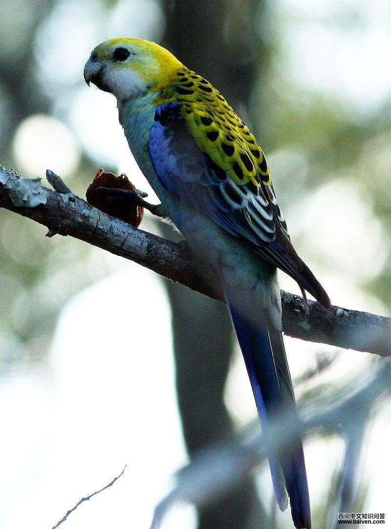 淡头玫瑰鹦鹉 淡头玫瑰鹦鹉的图片