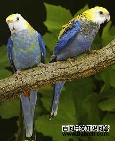 ��ͷõ������