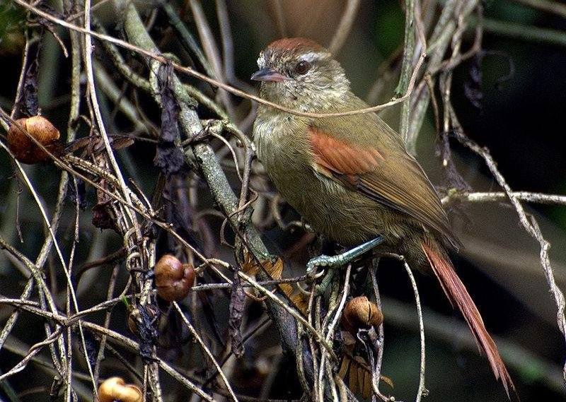 淡色针尾雀 淡色针尾雀的图片