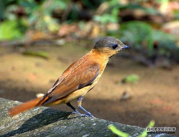 ��ɫ������l��ͼƬ