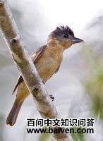 ��ɫ������l