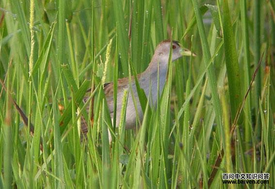 ����ˮ��