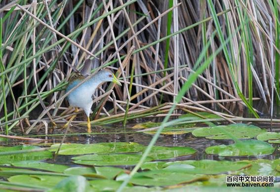 ����ˮ����ͼƬ