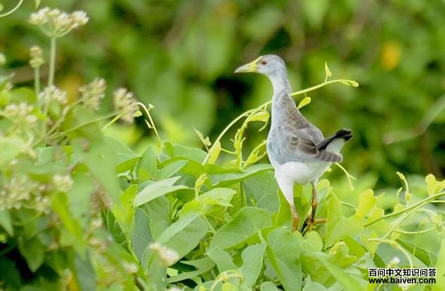 ����ˮ��