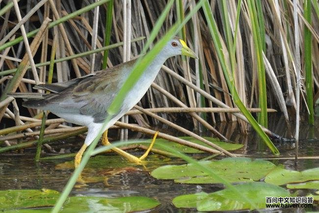 ����ˮ��