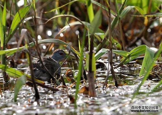 ����ˮ��