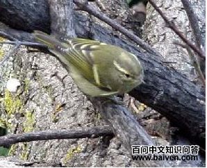 淡眉柳莺 淡眉柳莺的图片