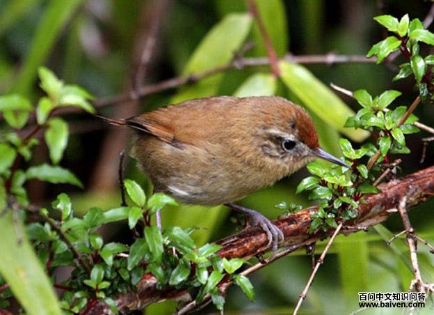 阿根廷线尾雀 阿根廷线尾雀的图片