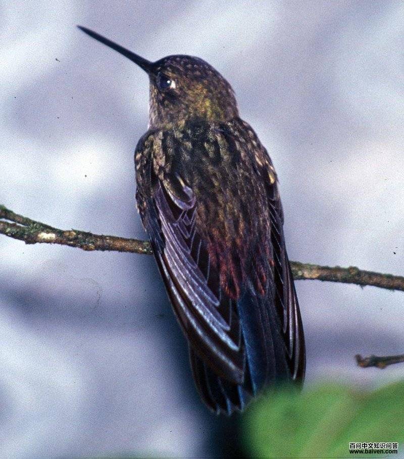 �������ȷ����ͼƬ