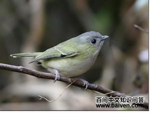 淡绿鵙鹛 淡绿鵙鹛的图片